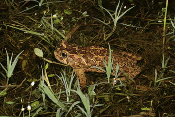 crapaud de mauretanie  bufo mauritanicus au maroc