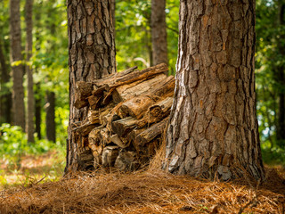 Firewood pile in forest. Split wood logs stacked between pine trees in rustic outdoor camping area.