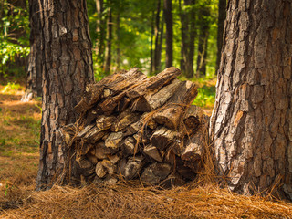 Firewood pile in forest. Split wood logs stacked between pine trees in rustic outdoor camping area.