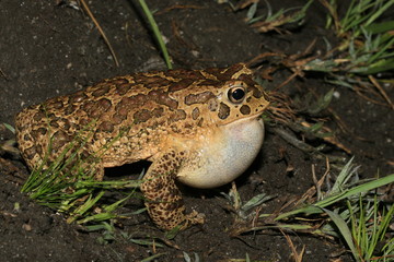 crapaud de mauretanie  bufo mauritanicus au maroc