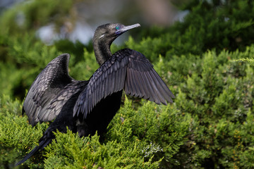 Naklejka premium Little Black Shag Cormorant in Australasia