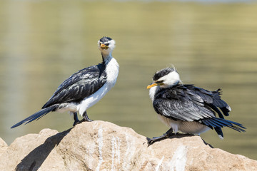 Little Shag Cormorant in Australasia