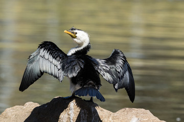 Little Shag Cormorant in Australasia