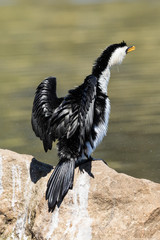 Obraz premium Little Shag Cormorant in Australasia