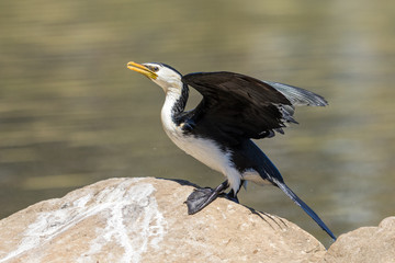Little Shag Cormorant in Australasia
