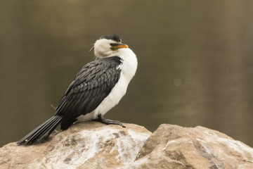 Little Shag Cormorant in Australasia