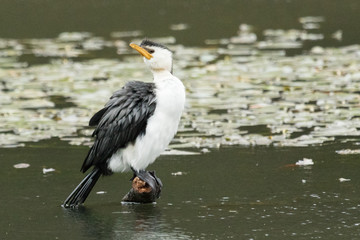 Little Shag Cormorant in Australasia