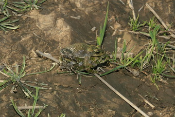 reproduction amplexus crapaud de Brongersmai bufo brongersmai au maroc dans l'atlas en altitude