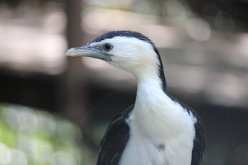 Little Shag Cormorant in Australasia