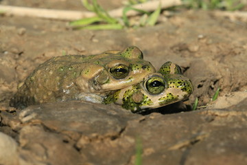 Reproduction amplexus crapaud de Brongersmai bufo brongersmai au maroc dans l'atlas en altitude
