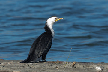 Little Shag Cormorant in Australasia