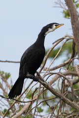 Little Shag Cormorant in Australasia