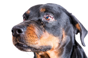 Red puffy inflamed dog's eyes with an infection