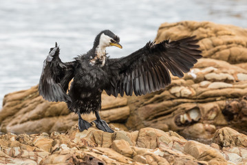 Little Shag Cormorant in Australasia