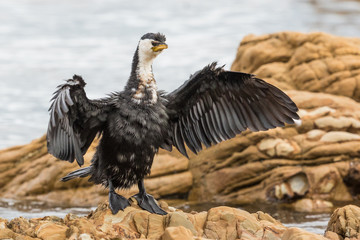 Fototapeta premium Little Shag Cormorant in Australasia