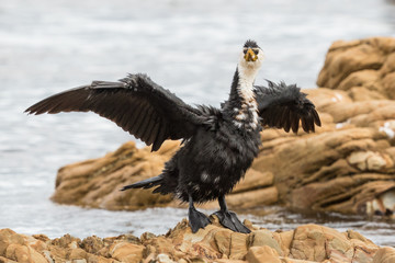 Little Shag Cormorant in Australasia