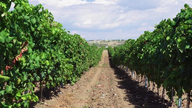 Wine estate vineyard plantation system with grape vines and plants rows. Plantation with green grapes on trellis formation, used for viticulture vineyard production in Chalkidiki Peninsula, Greece.