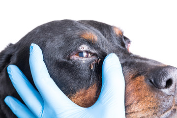 Red puffy inflamed dog's eyes with an infection
