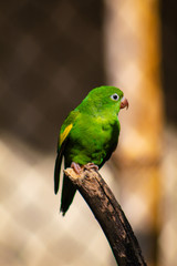 colorful parrot on a branch