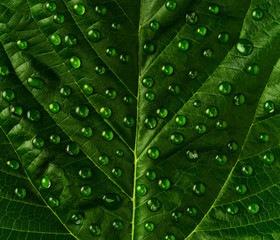 Drops of transparent rain water on a green leaf, top view.