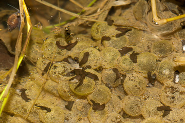 Larve tetard de bufo crapaud