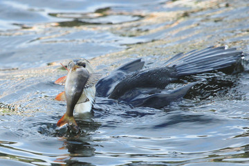 Obraz premium Little Shag Cormorant in Australasia
