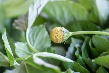 Jambú