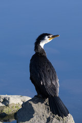 Little Shag Cormorant in Australasia