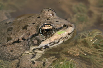 Détail tête de grenouille verte