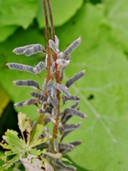 Pflanze vor grünen Blättern