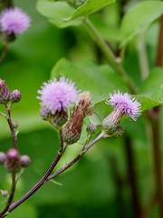 Lila Blüte an Pflanze