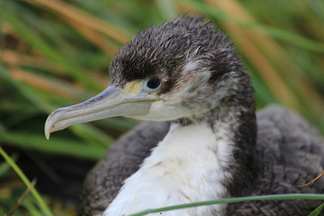 Fototapeta premium Pied Shag Cormorant in Australasia