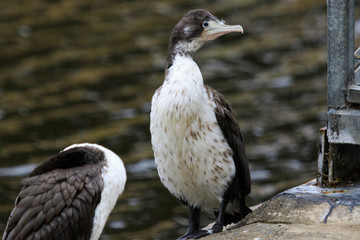 Pied Shag Cormorant in Australasia