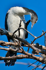Pied Shag Cormorant in Australasia