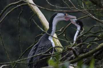 Fototapeta premium Pied Shag Cormorant in Australasia