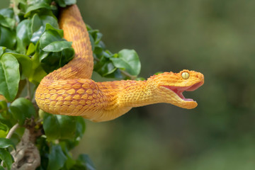 Venomous Variable Bush Viper (Atheris squamigera) with open mouth