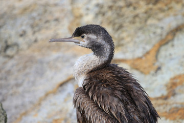 Spotted Shag Endemic to New Zealand