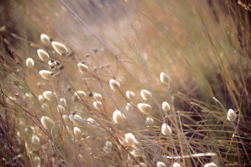 Beach mediterranean Greek islands Cycladic