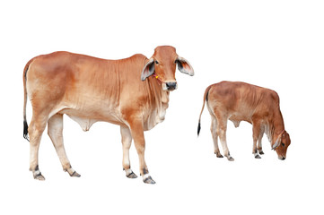 Cows isolated on a white background. / clipping path.