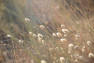 Beach mediterranean Greek islands Cycladic