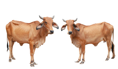 Cows isolated on a white background. / clipping path.