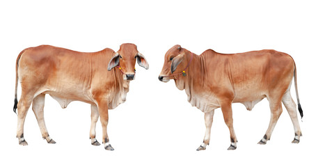 Cows isolated on a white background. / clipping path.