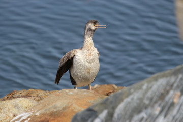 Spotted Shag Endemic to New Zealand