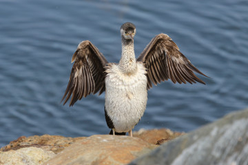 Spotted Shag Endemic to New Zealand