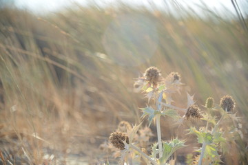 Beach mediterranean Greek islands Cycladic