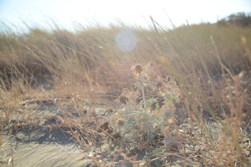 Beach mediterranean Greek islands Cycladic