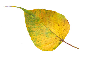 Bodhi leaf Isolated on white background. Colorful autumn leaf of Bodhi tree. Bodhi tree, the auspicious tree in Buddhism religion.