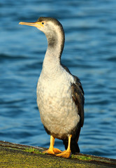 Spotted Shag Endemic to New Zealand