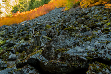 Green Moss on Rock with Orange Bush