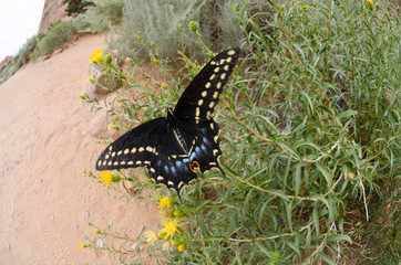 Butterfly in Desert